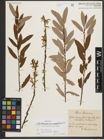 Foto von Salix triandra subsp. amygdalina (L.) Schübl. & G. Martens